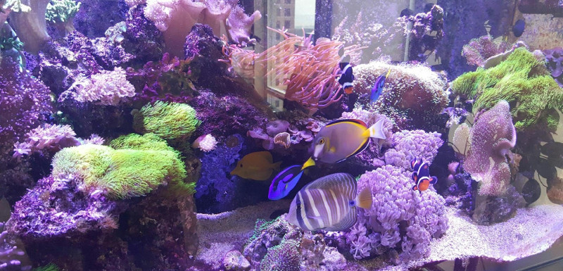 Aquarium Maintenance: 20% Discount on all livestock for our Biweekly a –  Violet Aquarium